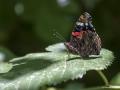 Vanessa atalanta (Atalanta)